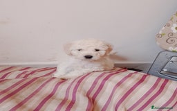 Barboncino cani in vendita: Barboncino Nano a Provincia di Avellino - Immagine 11
