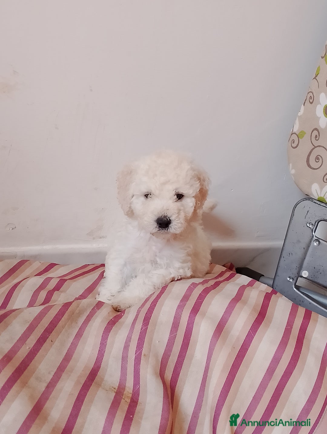 Barboncino cani in vendita: Barboncino Nano a Provincia di Avellino - Immagine 11