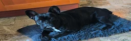 Bulldog Francese cani in vendita: Bulldog francese maschio-cucciolo disponibile  - Annuncio 10