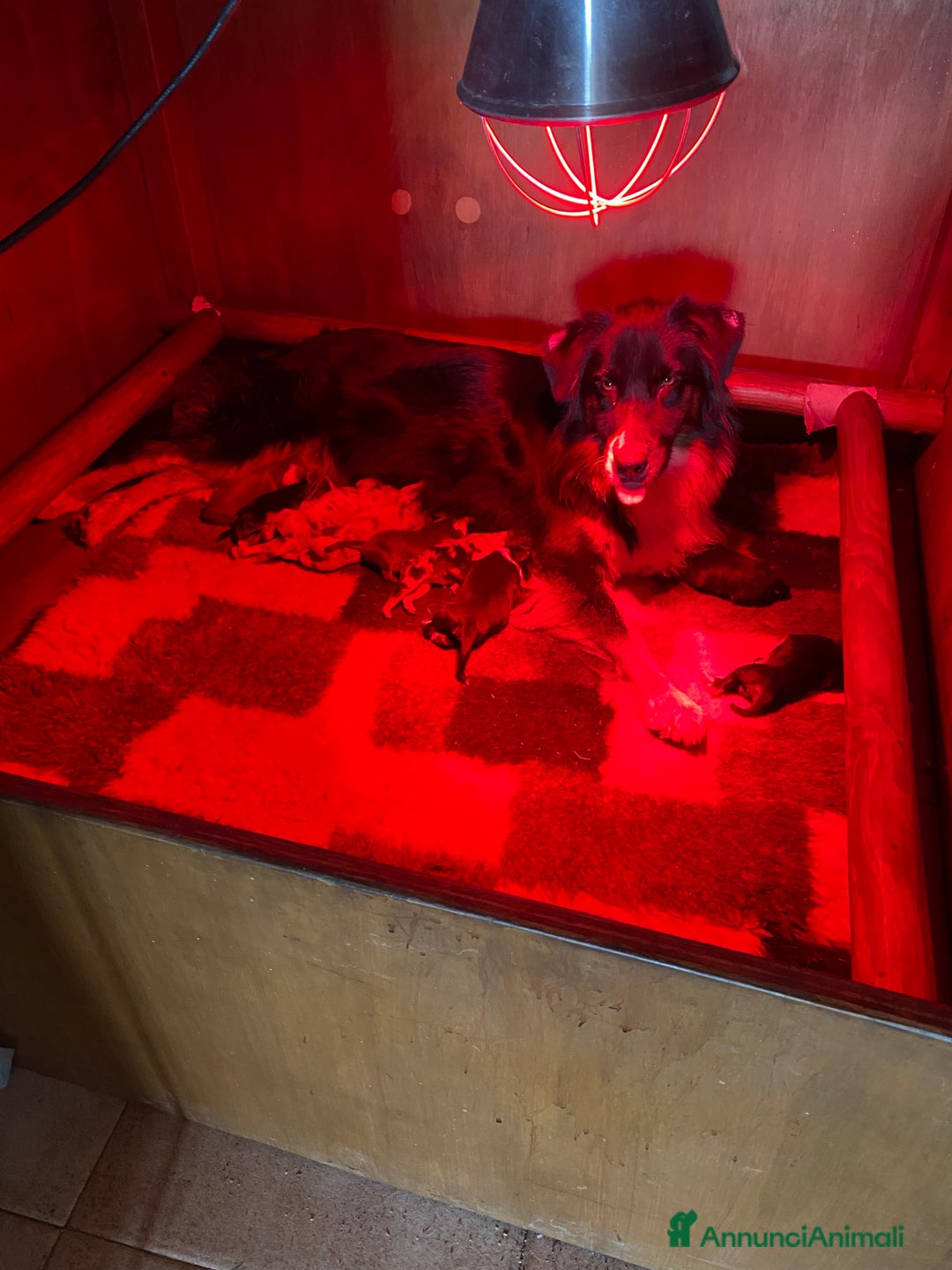 Australian Shepherd cani in vendita: 4 cuccioli pronti a settembre  a Città Metropolitana di Bologna - Immagine 5