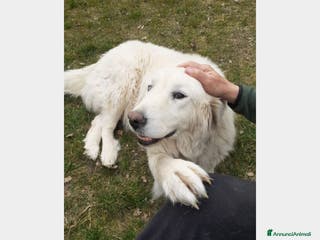 Pastore Maremmano cani ADOZIONE DEL CUORE!MOLLATA DOPO 6ANNI....ROMA a Milano - Annuncio 17