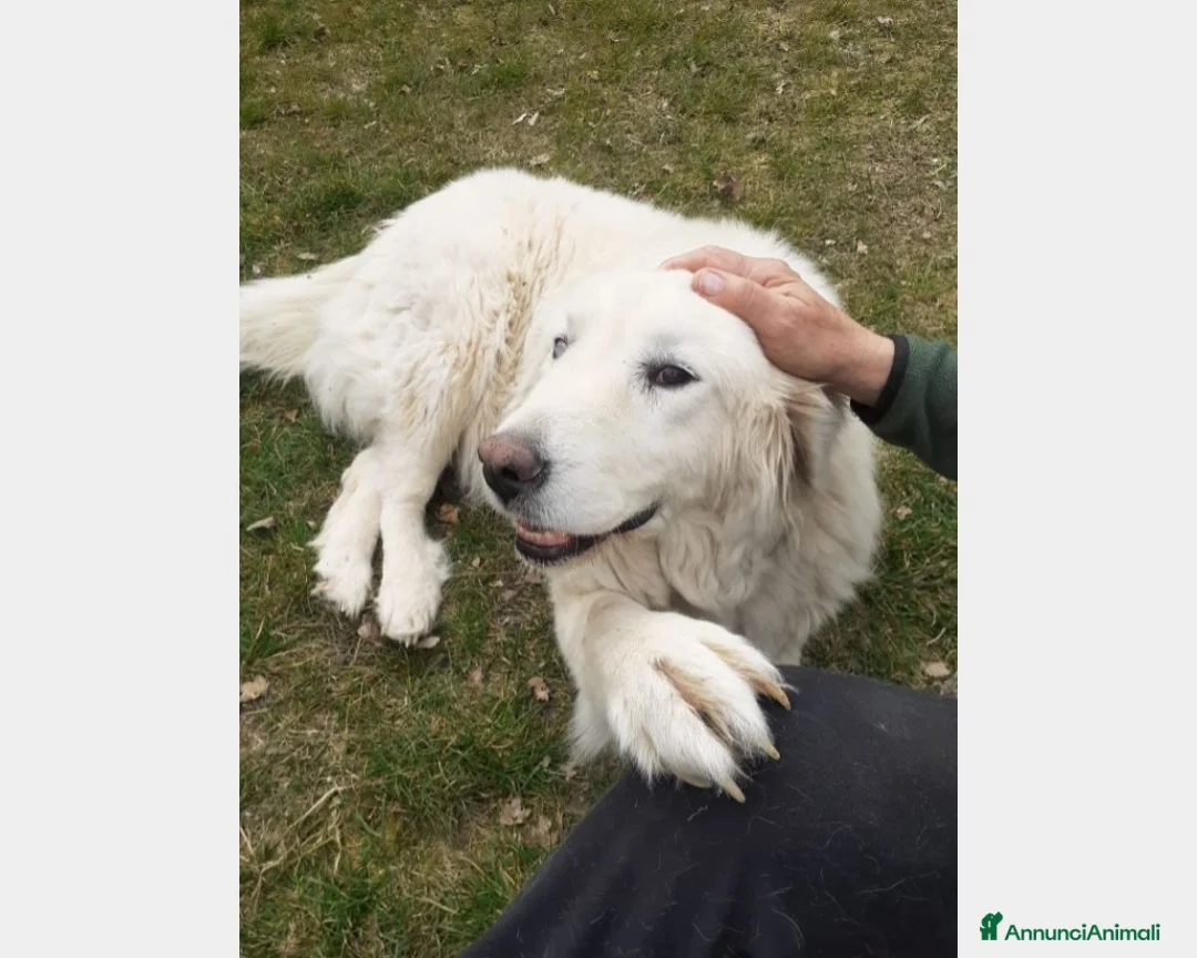 Pastore Maremmano cani in regalo: ADOZIONE DEL CUORE!MOLLATA DOPO 6ANNI....ROMA a Milano - Annuncio 1
