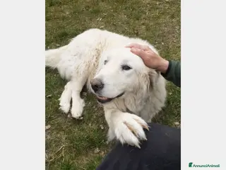 Pastore Maremmano cani ADOZIONE DEL CUORE!MOLLATA DOPO 6ANNI....ROMA a Milano - Annuncio 14