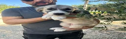 Meticcio cani in regalo: FURIETTA E FURIA, - Annuncio 3