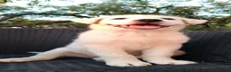 Meticcio cani in regalo: Perla cerca casa 🏡 a Provincia di Monza e della Brianza - Annuncio 17