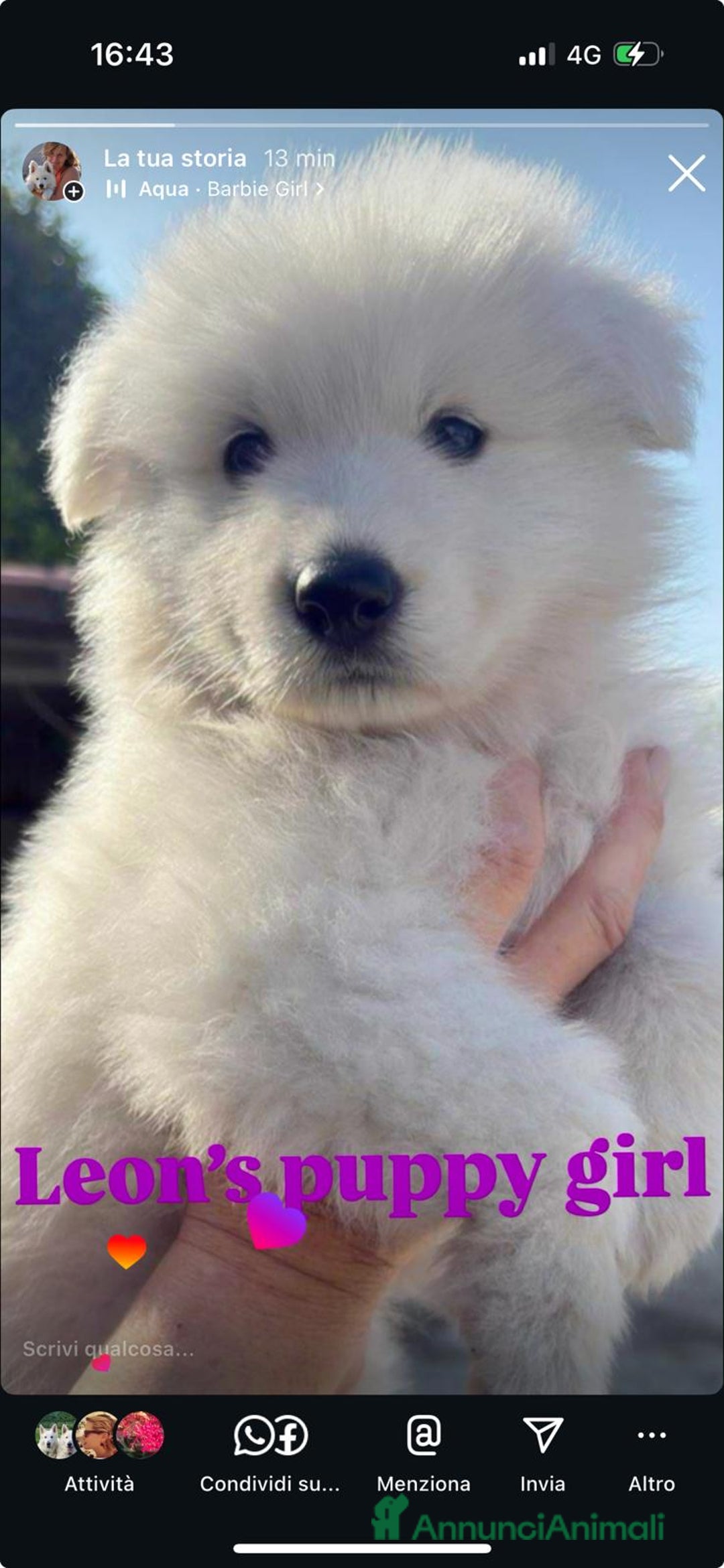 Pastore Svizzero cani in vendita: Disponibili cuccioli di pastore svizzero  - Annuncio 5