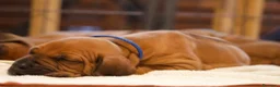 Rhodesian Ridgeback cani in vendita: Wid Gees Litter - Annuncio 16