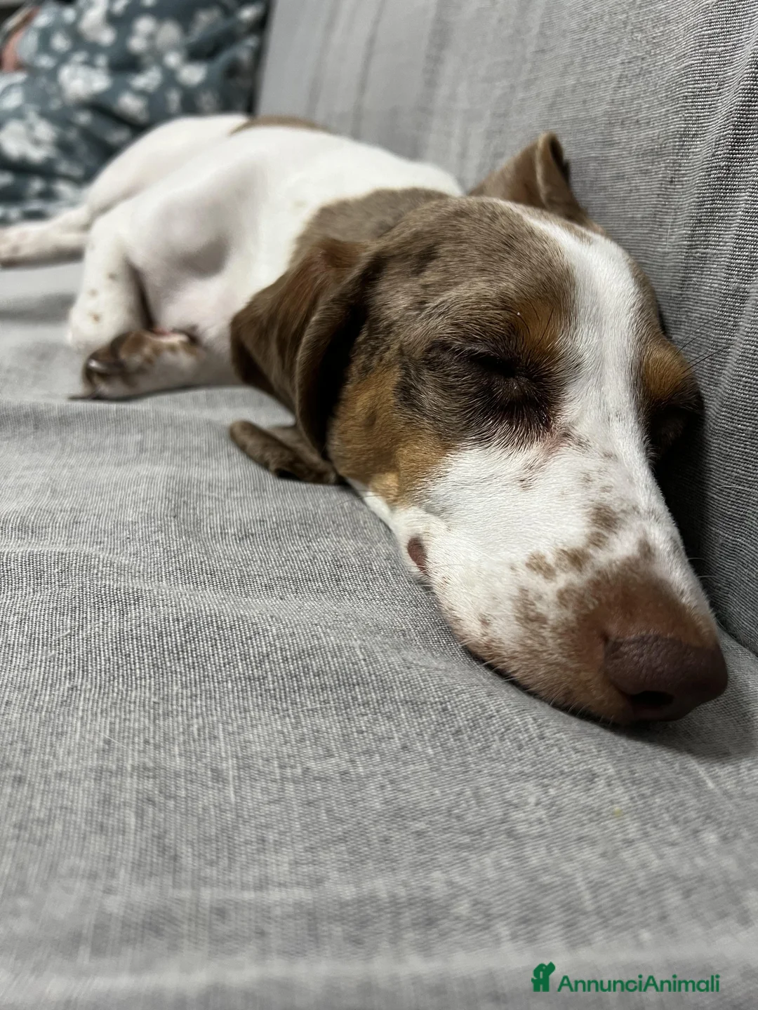 Bassotto cani per accoppiamento: Si ricerca bassotto maschio per monta. - Annuncio 15