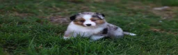 Australian Shepherd cani in vendita: Cuccioli di pastore australiano  - Annuncio 3