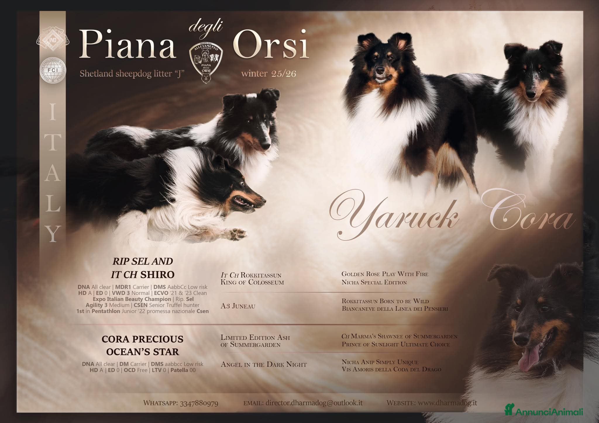 Shetland Sheepdog cani Shetland sheep maschio Blue merle - Annuncio 3