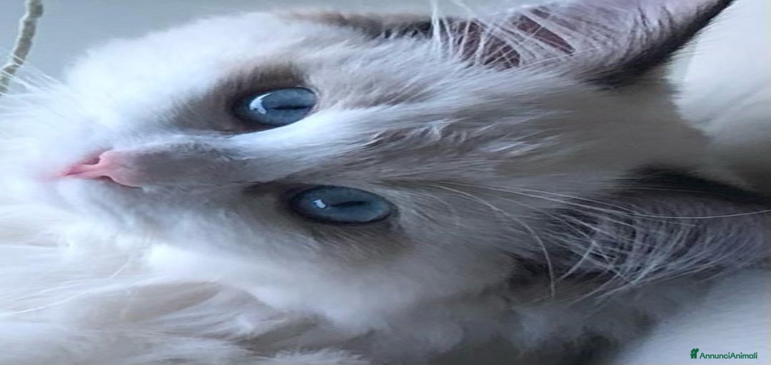 Immagine della galleria {{count}}