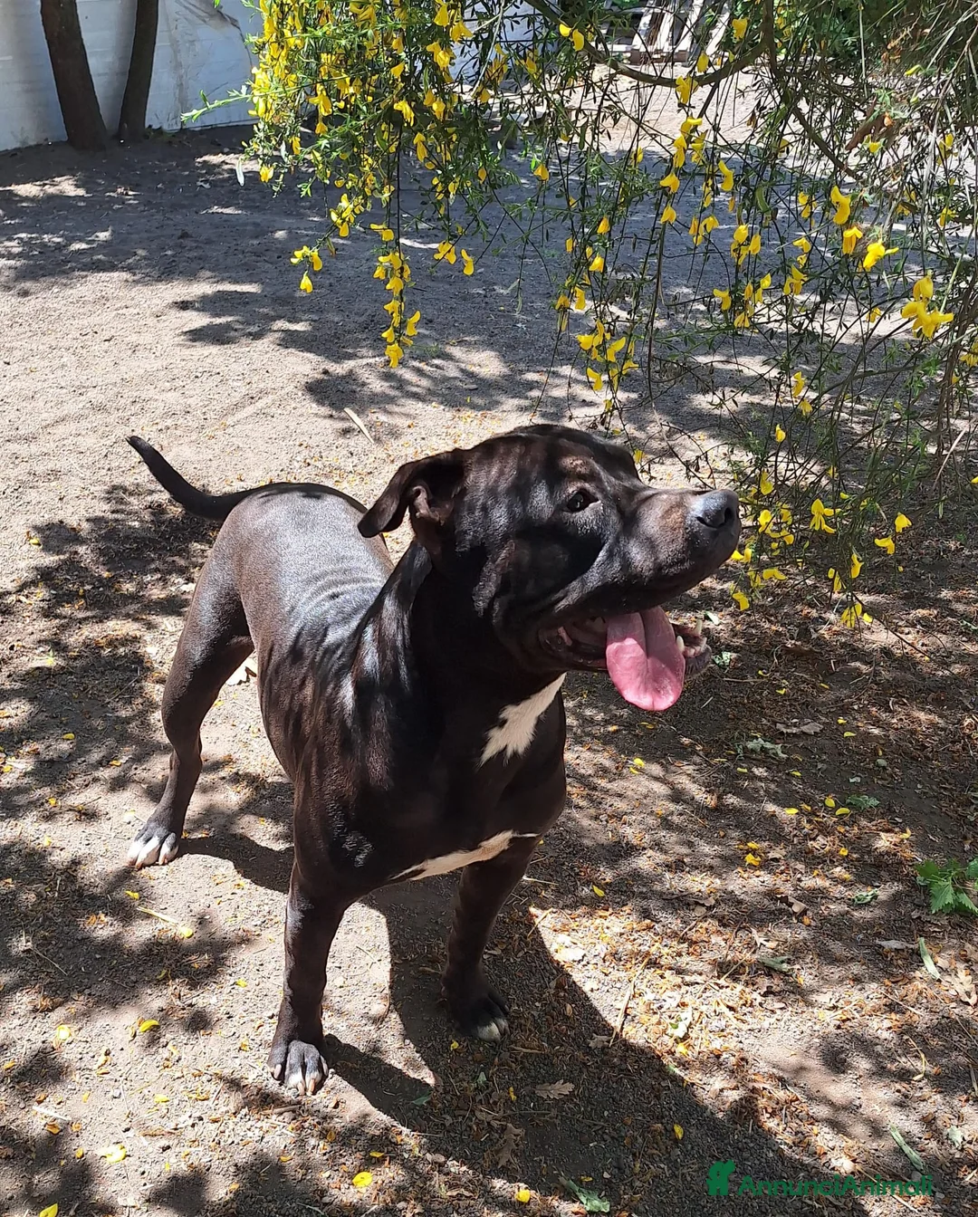 Meticcio cani in regalo: King Staffordshire Bull Terrier  - Annuncio 3