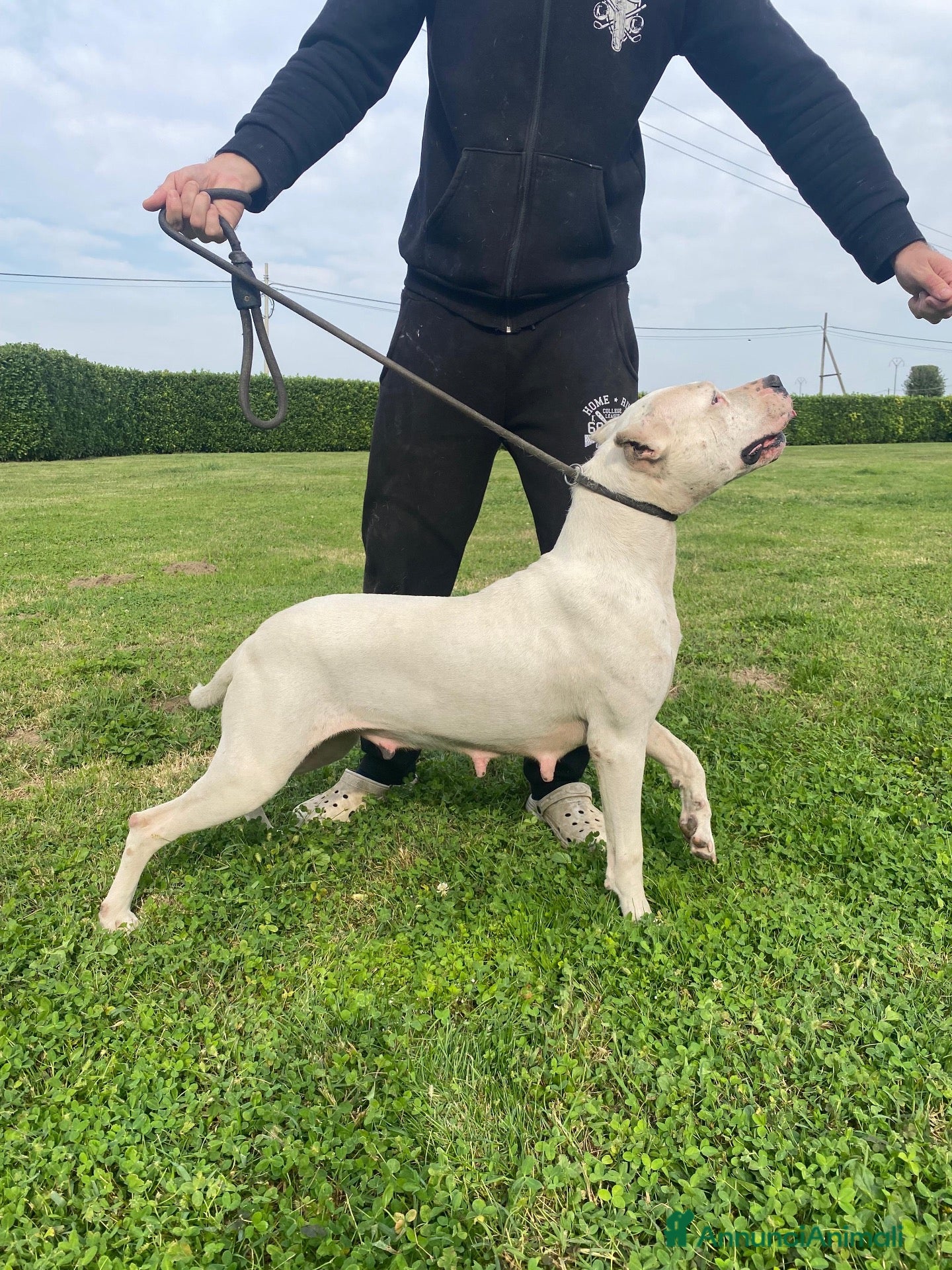 Dogo Argentino cani in vendita: CUCCIOLI DOGO ARGENTINO - Annuncio 2
