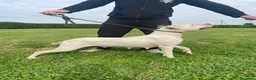 Dogo Argentino cani in vendita: CUCCIOLI DOGO ARGENTINO - Annuncio 2