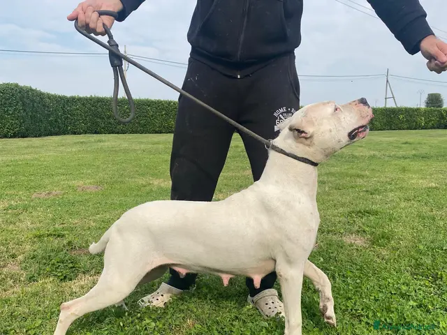 Dogo Argentino cani in vendita: CUCCIOLI DOGO ARGENTINO - Annuncio 2