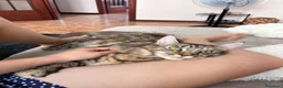 Maine Coon gatti in vendita: Cuccioli di Maine Coon  - Annuncio 7