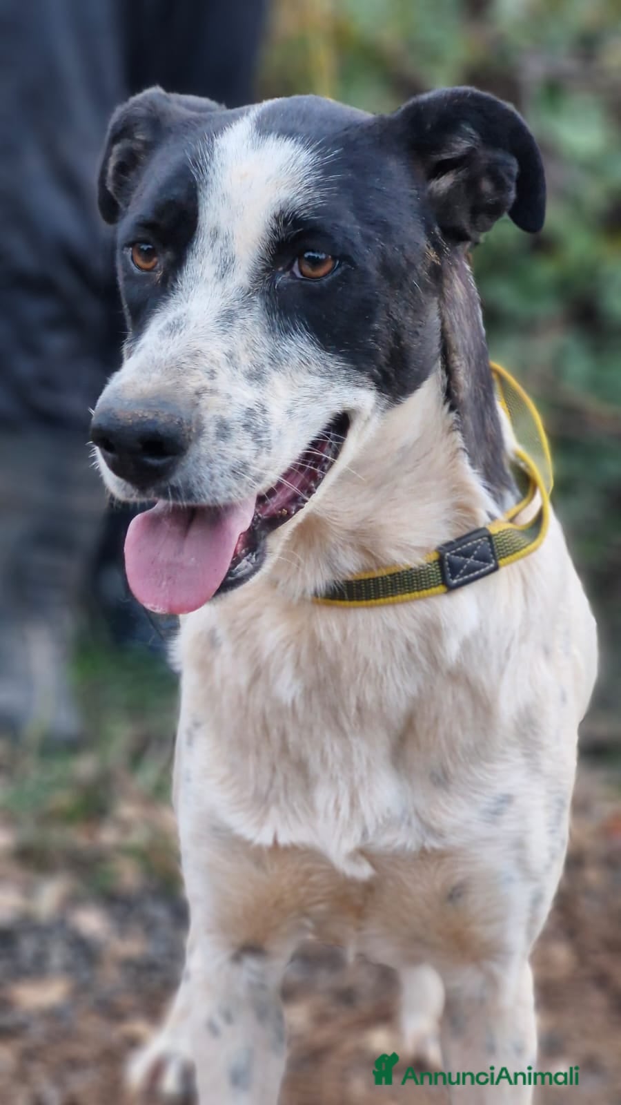 Meticcio cani Daisy, una splendida meticcia - Annuncio 41