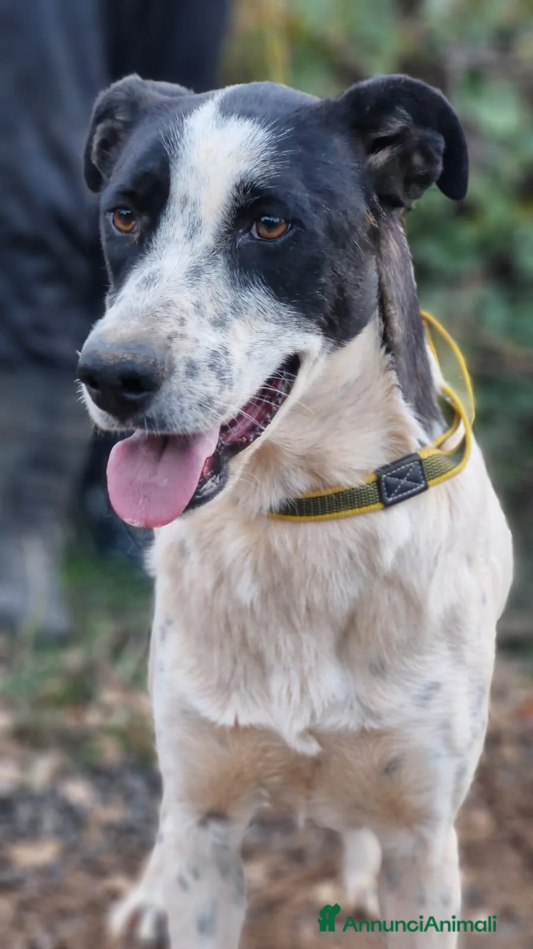 Meticcio cani in regalo: Daisy, una splendida meticcia - Annuncio 1