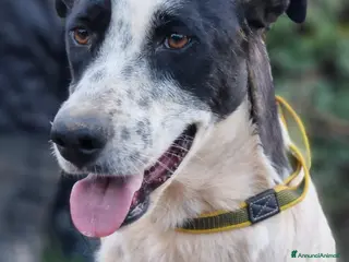 Meticcio cani Daisy, una splendida meticcia - Annuncio 35