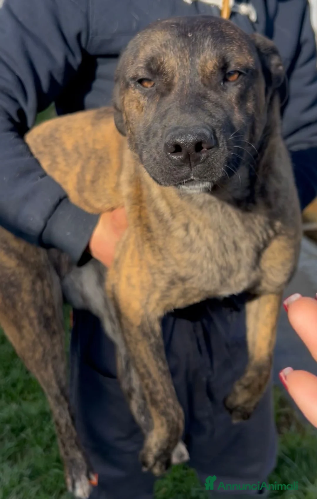 Meticcio cani in regalo: Incrocio (INDIA) - Annuncio 2