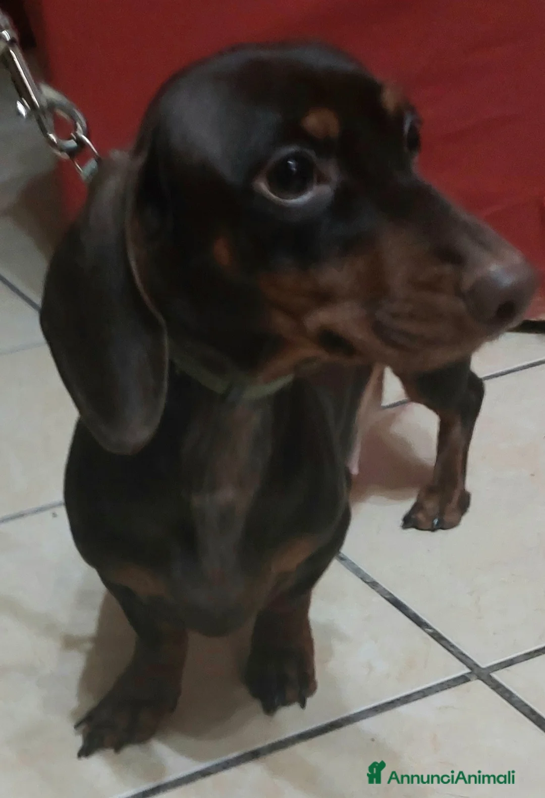 Bassotto cani in vendita: Cuccioli di bassotto  - Annuncio 2