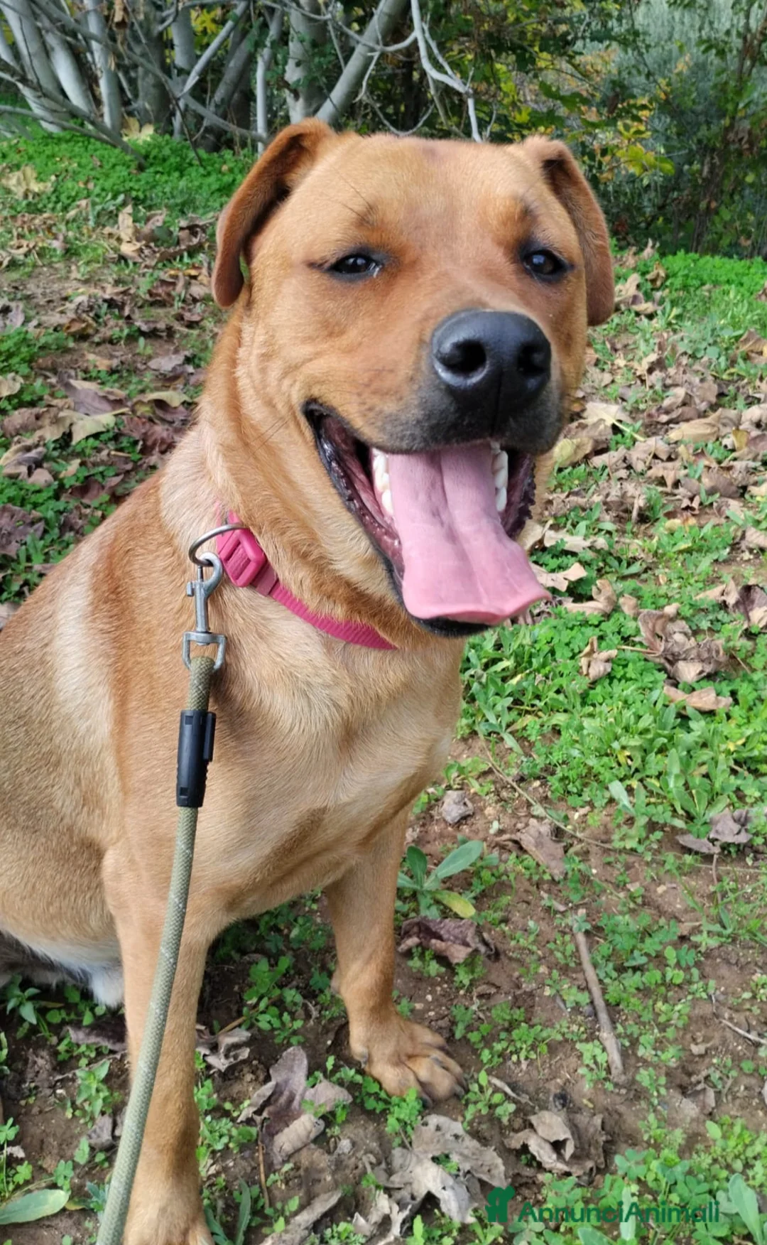 Meticcio cani in regalo: UNA MAMMA PER SYMON - Annuncio 3