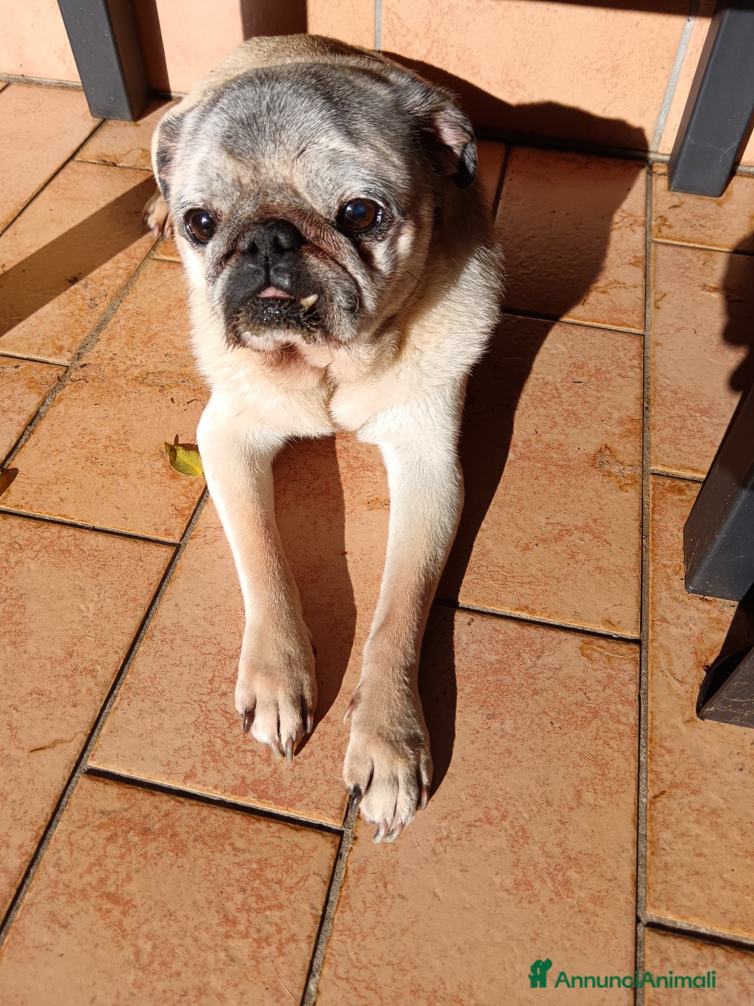 Carlino cani in regalo: cedo cane carlino maschio - Annuncio 1