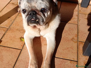 Carlino cani cedo cane carlino maschio - Annuncio 3