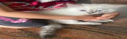 Siberiano gatti in vendita: Disponili cuccioli siberiani! Occhi azzurri! - Annuncio 3