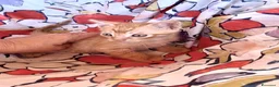 Europeo gatti in regalo: Gattini maschi e femmine  - Annuncio 3