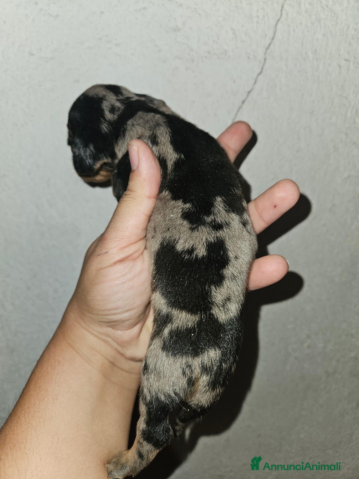 Bassotto Nano cani Bassotto nano kaninchen arlecchino  - Annuncio 3