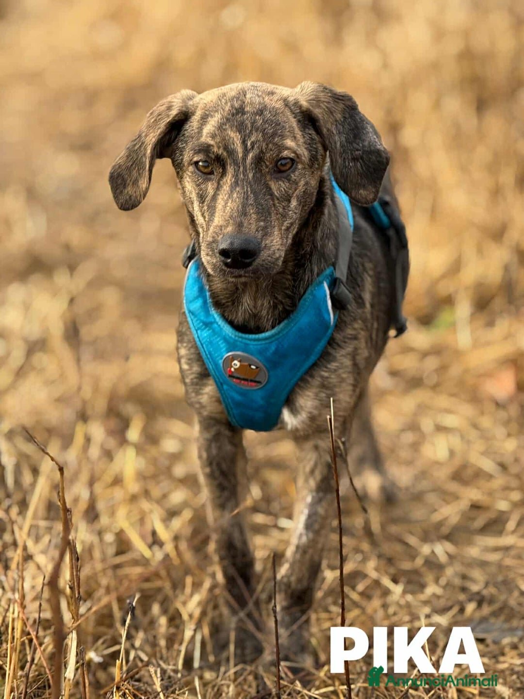 Meticcio cani in regalo: PIKA, cucciola dolce e timida rimasta sola. - Annuncio 9