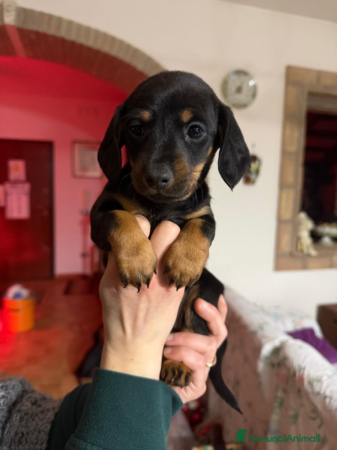 Bassotto cani in vendita: Bassotto  - Annuncio 4