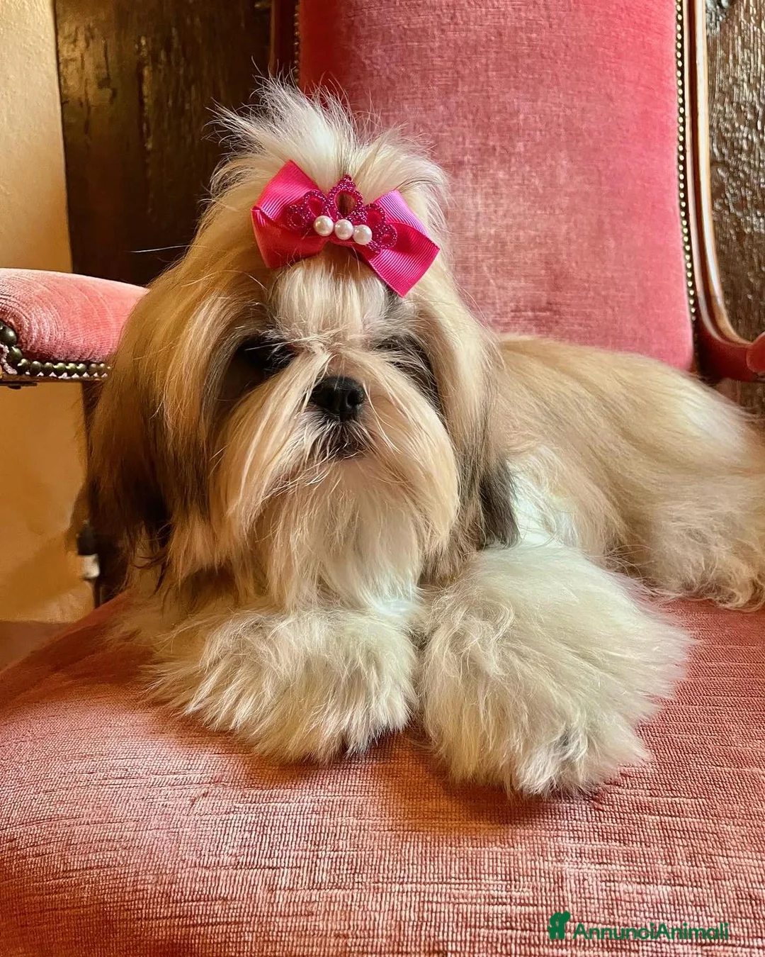 Shih Tzu cani in vendita: Cuccioli di ShihTzu a Provincia di Piacenza - Annuncio 4