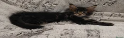 Maine Coon gatti in vendita: Cuccioli di Maine coon  - Annuncio 7