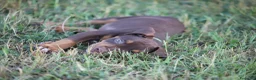 Pitbull cani in vendita: Cuccioli Pit Bull con pedigree anche a rate - Annuncio 10