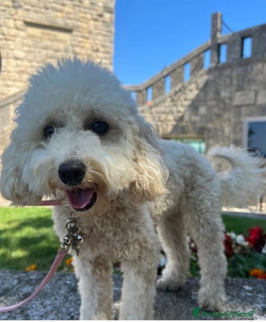 Barboncino cani Bellissimo cucciolo di barboncino a Firenze - Annuncio 1