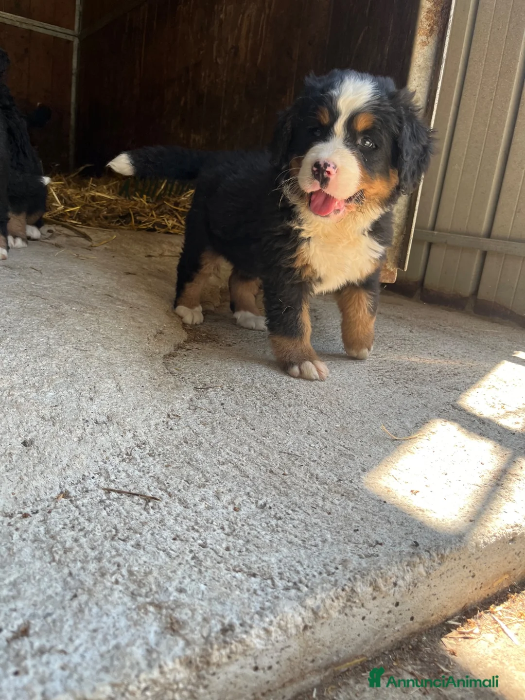 Bovaro del Bernese cani in vendita: Cucciolo bovaro del bernese  a Provincia di Salerno - Annuncio 2