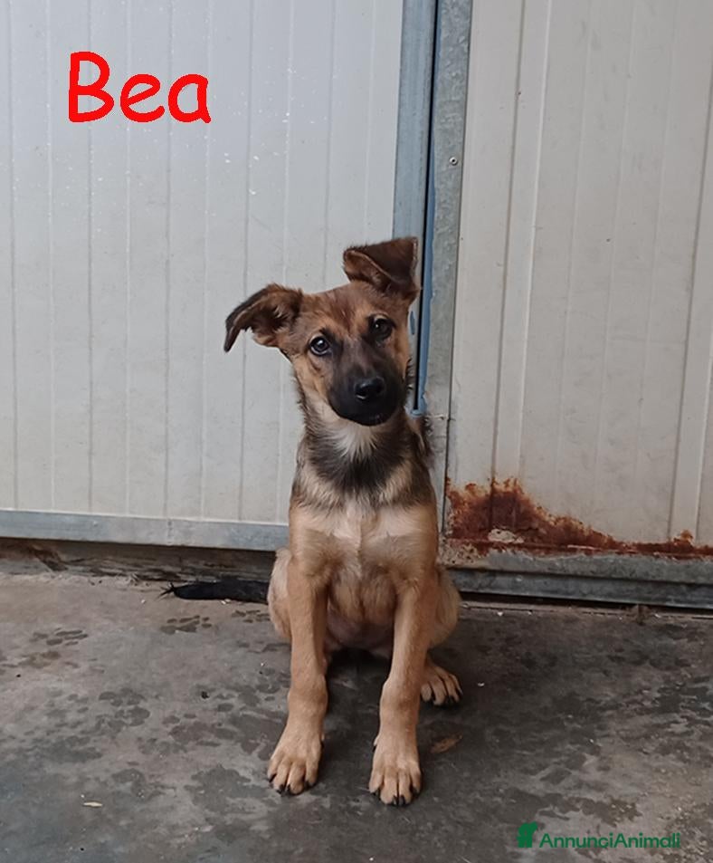 Meticcio cani in regalo: Melody e Bea dolcissime cucciole in adozione - Annuncio 2