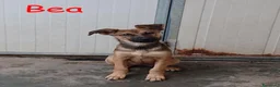 Meticcio cani in regalo: Melody e Bea dolcissime cucciole in adozione - Annuncio 1