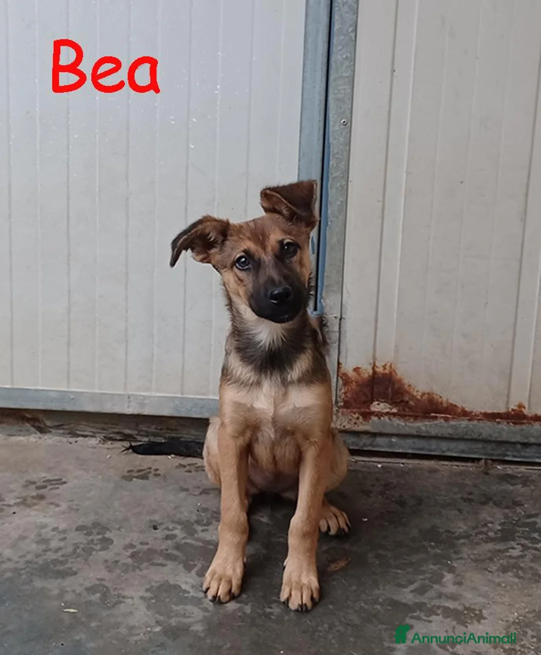 Meticcio cani in regalo: Melody e Bea dolcissime cucciole in adozione - Annuncio 1