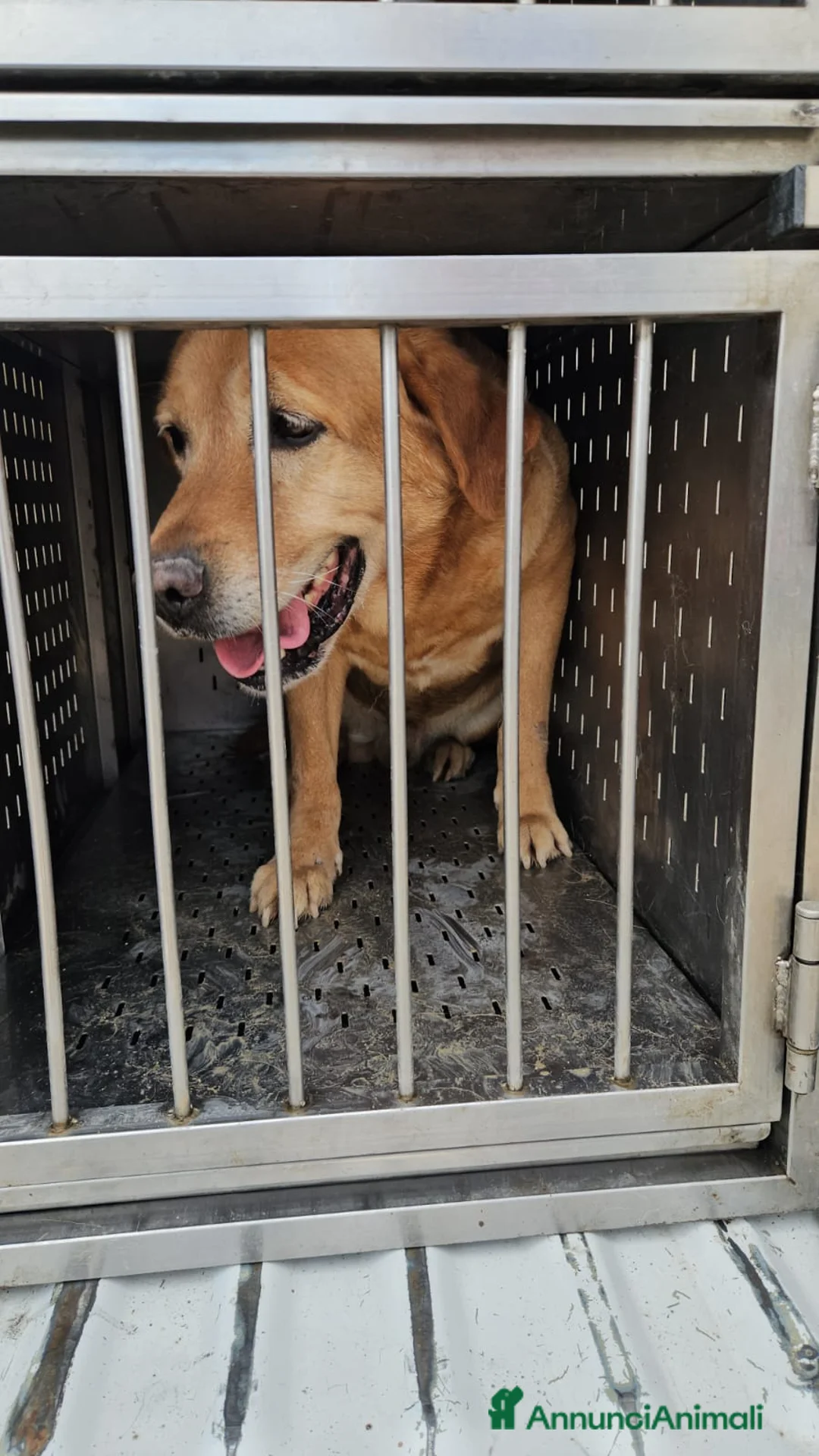 Labrador cani in regalo: Paco: labrador retriever dolcissimo con tutti  - Annuncio 9