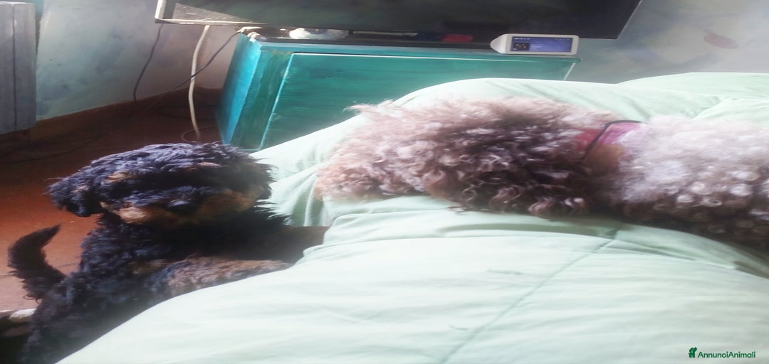 Immagine della galleria {{count}}