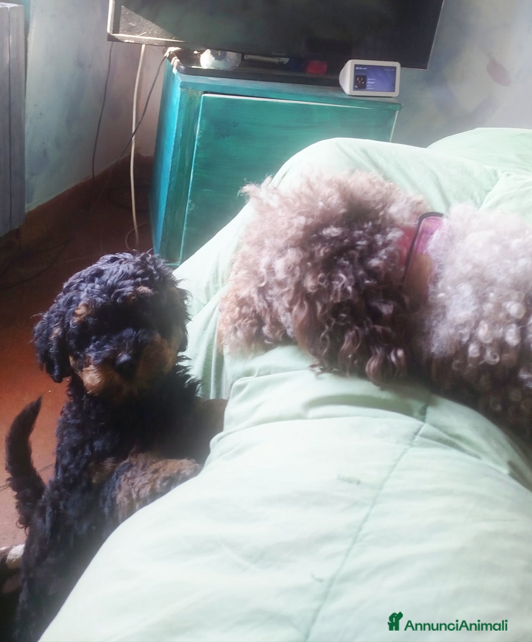 Immagine della galleria {{count}}