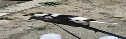 Jack Russell cani in vendita: Regalo jack russel  - Annuncio 3