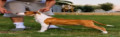 American Staffordshire 1