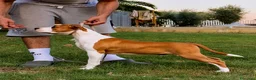 American Staffordshire cani in vendita: Cuccioli American Staffordshire Terrier  - Annuncio 3