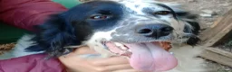 Setter Inglese cani in regalo: CHEROKEE - Annuncio 9