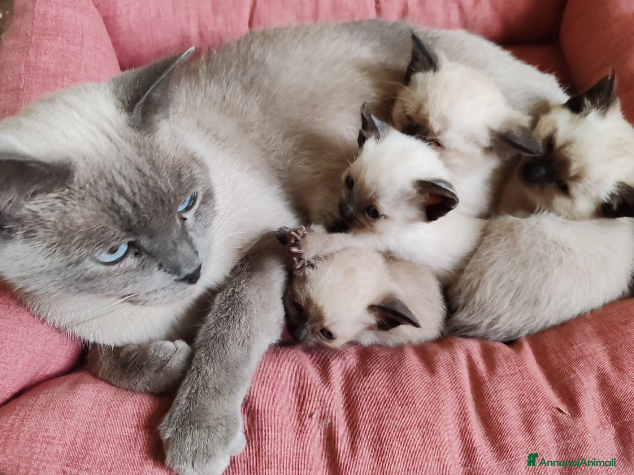 Siamese gatti Siamese - Annuncio 1