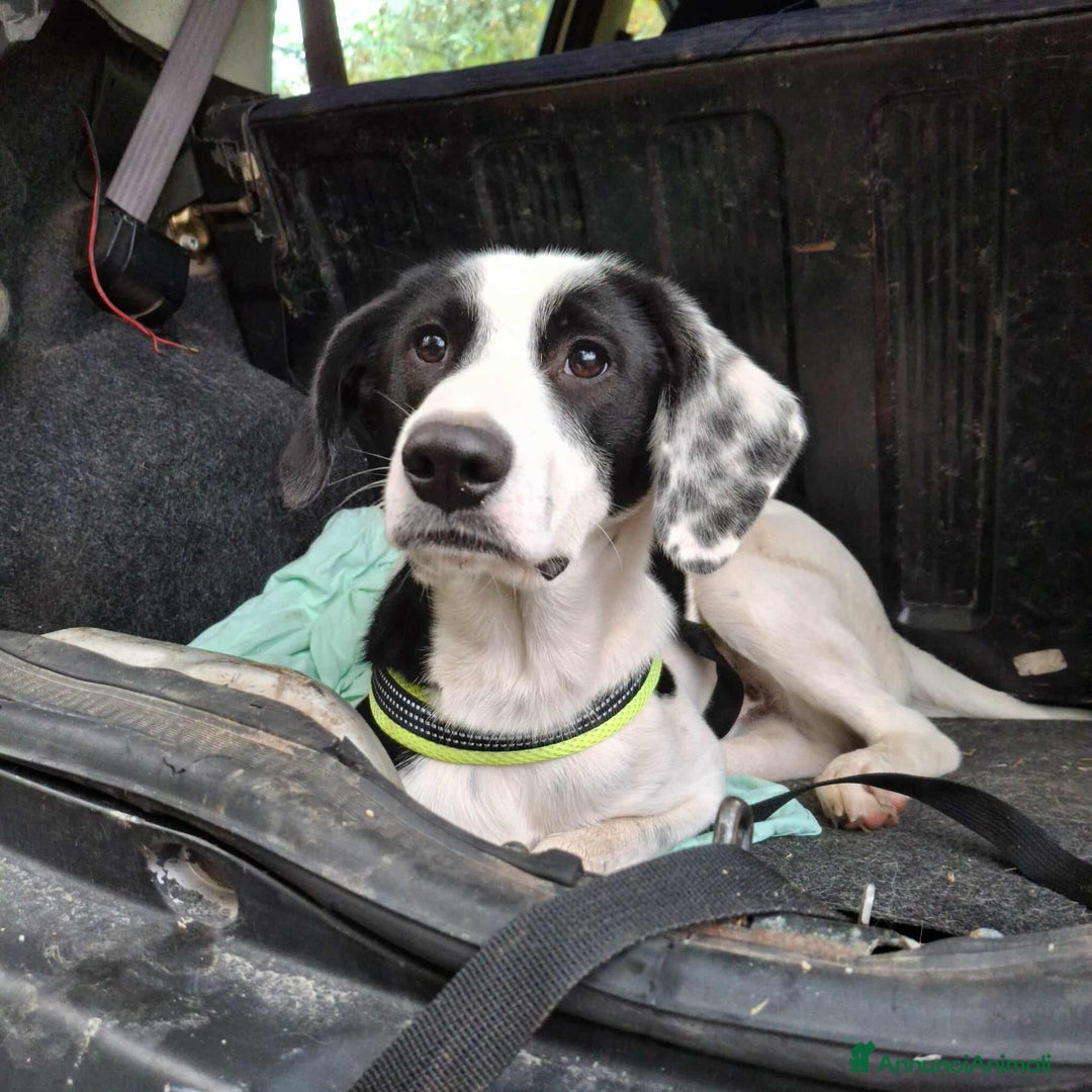 Meticcio cani in regalo: 4 CUCCIOLI simpaticissimi a macchiette! - Annuncio 4